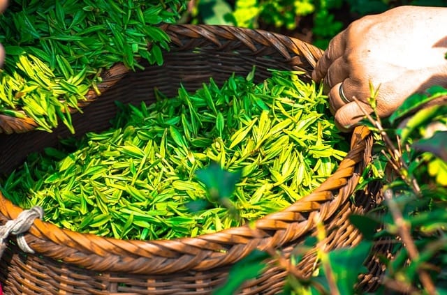 Tea Leaves In Basket